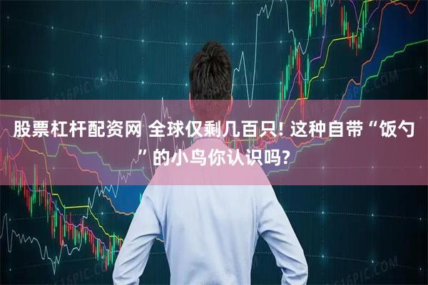 股票杠杆配资网 全球仅剩几百只! 这种自带“饭勺”的小鸟你认识吗?